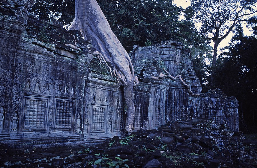 Preah Khan jungle eating temple 2.jpg